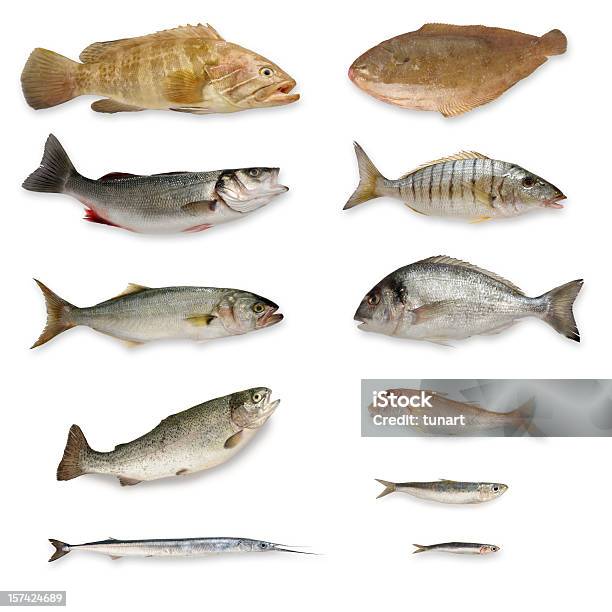 Fishes — стоковые фотографии и другие картинки Рыба - Рыба, Изолированный предмет, Групер