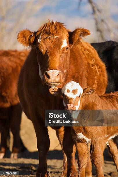 ふくらはぎと母 - 子牛のストックフォトや画像を多数ご用意 - 子牛, 家畜牛, 牝牛