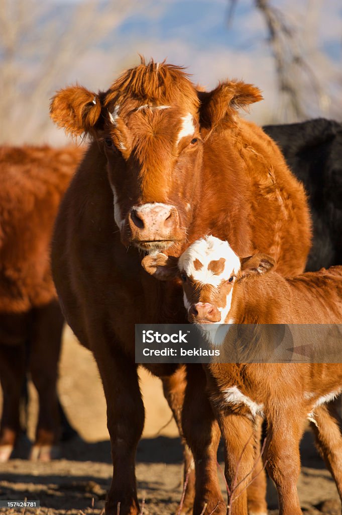 Телячья и его мать - Стоковые фото Домашний скот роялти-фри