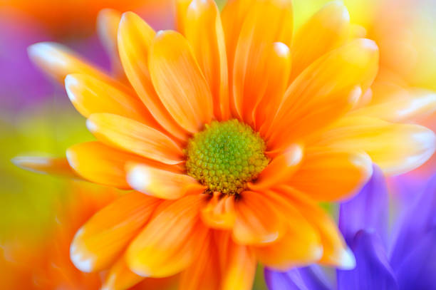 istock Abstract Spring Daisy Floral Macro Full Frame Orange, Purple, Yellow 157424792