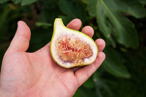Ripe green giant fig cut in half in a man's hand