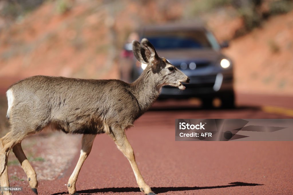 Deer Crossing ein Road - Lizenzfrei Unfall - Ereignis mit Verkehrsmittel Stock-Foto