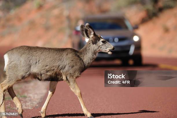 Deer Crossing A Road Stock Photo - Download Image Now - Deer, Crash, Animal