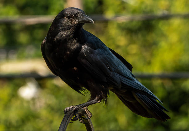 A big black bird arrives on the deck A big black bird arrives on the deck raven corvus corax bird squawking stock pictures, royalty-free photos & images