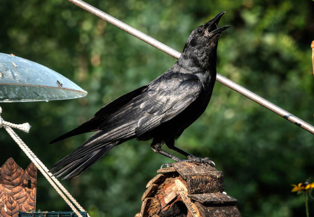 A big black bird arrives on the deck A big black bird arrives on the deck raven corvus corax bird squawking stock pictures, royalty-free photos & images
