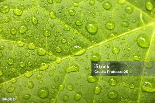 グリーンリーフwaterdrops - しずくのストックフォトや画像を多数ご用意 - しずく, オーガニック, カラー画像