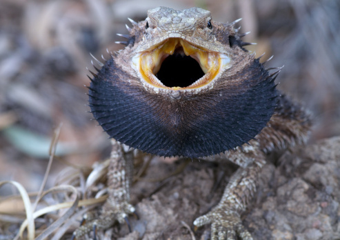 A male bearded dragon displaying his beard.  This is an Australian lizard, reptile