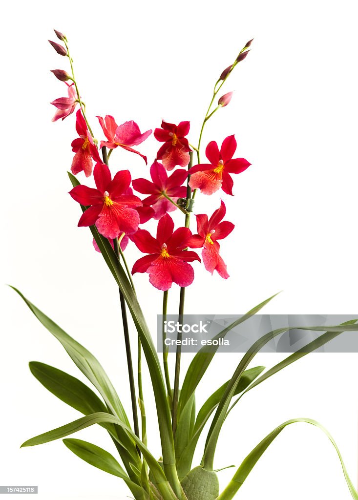 Orchid Isler Nelly - Стоковые фото Красный роялти-фри