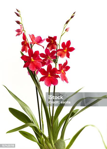 Orchid Isler Nelly — стоковые фотографии и другие картинки Красный - Красный, Орхидея, Без людей