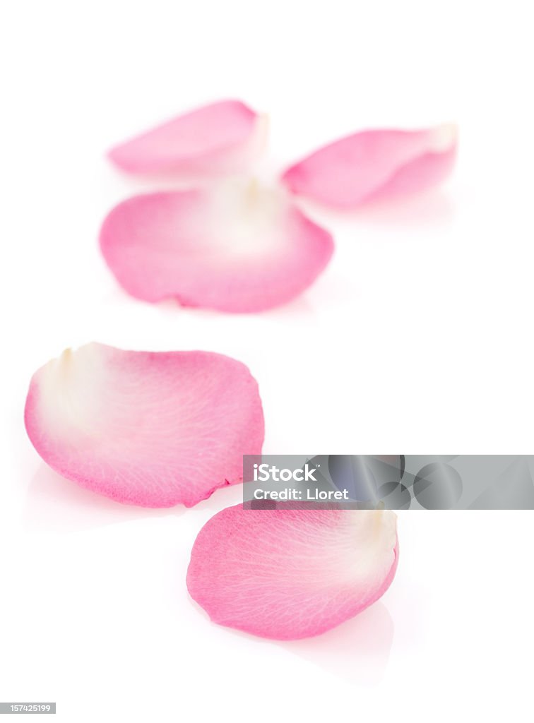 Rosa Rosenblüten - Lizenzfrei Blütenblatt Stock-Foto