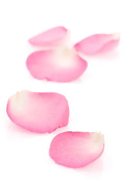 Photo of Pink Rose Petals