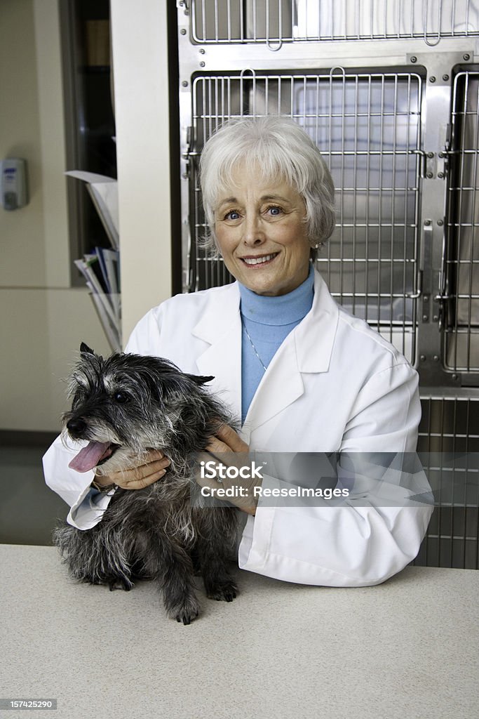 Vet helping a friendly looking dog  Adult Stock Photo
