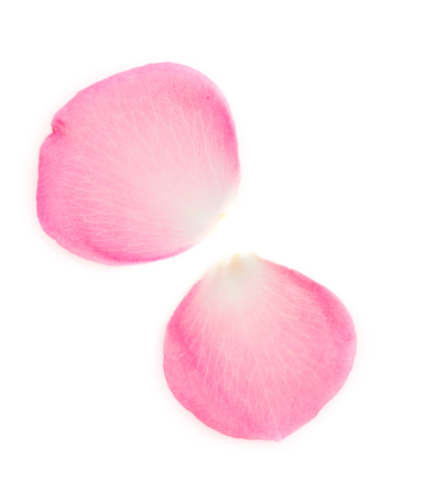 Rosa pétalos de rosa photo