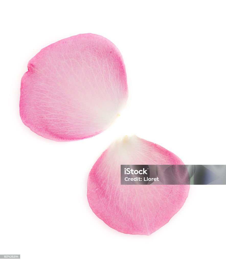 Pink rose petals  Petal Stock Photo