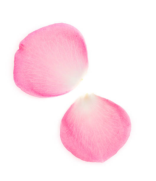 розовые ле�пестки роз - petal стоковые фото и изображения
