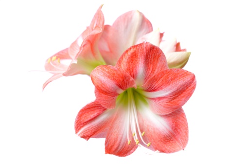 Set of Red Amaryllis flower (Hippeastrum) lilies plant genus isolated on white background.