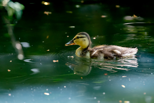A cute duckling paddling in and out of shadows on a quiet pond in a city park.