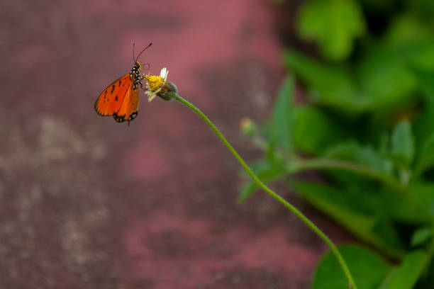 istock Butterflies and Flowers 1574254898