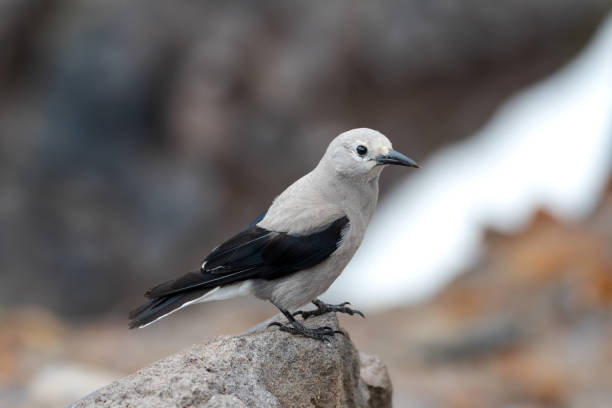istock A Clark's Nutcracker standing on a rock in its natural habitat. 1574254913