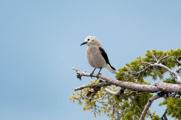 Clark's Nutcracker, Nucifraga columbiana, a large gray bird perched on a pine branch in the blue sky.