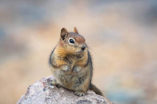 istock Cute ground squirrel sitting on a rock with pastel colored background. 1574254921