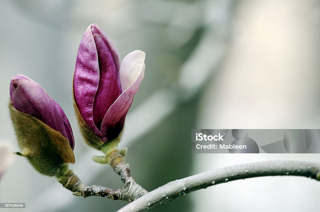 Magnolia Knospen, flachen DOF - Lizenzfrei Baumblüte Stock-Foto