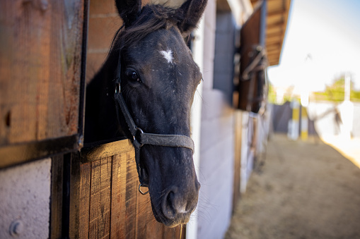 Beautiful black horse standing in a stable with his head out.