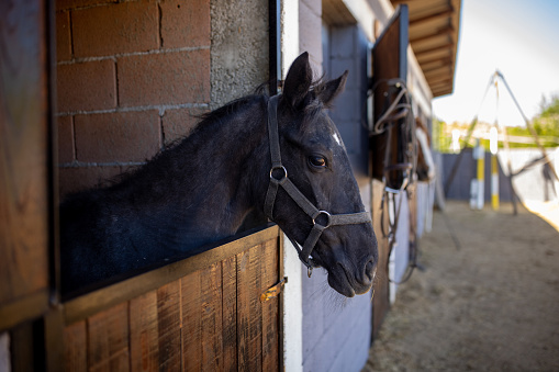 Beautiful black horse standing in a stable with his head out.