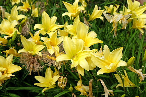 Yellow Hemerocallis hybrid daylily 'Sunshine Yellow' in flower.