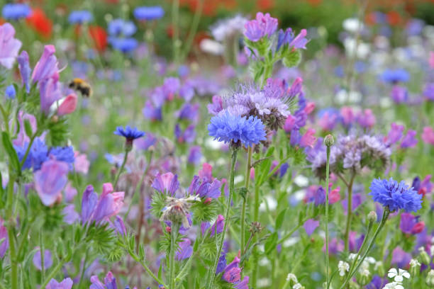 istock Purple vipers bugloss, blueweed, in flower. 1574264996