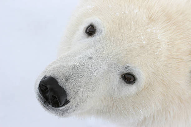 Curious wild polar bear face, Manitoba  polar bear snow bear arctic stock pictures, royalty-free photos & images