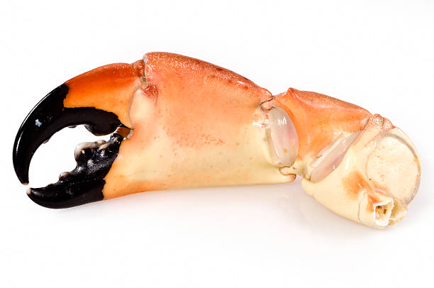 stone crab claws  crab leg stock pictures, royalty-free photos & images