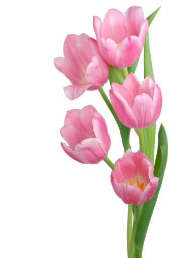 a composition of pink tulips, fully open, isolated on white