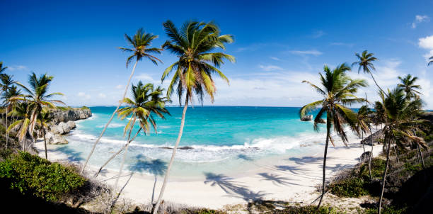 istock Harrismith Beach and Palm Trees on Barbados 157426875