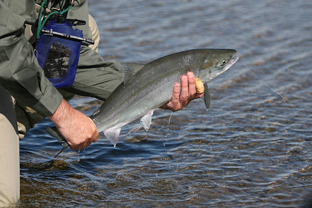 istock Alaska Sockeye Salmon Release 157426958