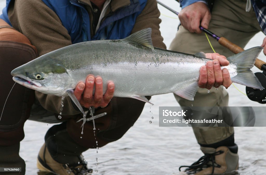 Saumon rouge du Pacifique de la pêche à la mouche dans la rivière Kanektok Alaska - Photo de Saumon - Animal libre de droits