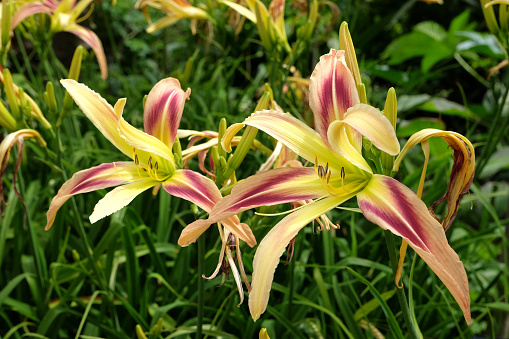 Yellow and purple Hemerocallis hybrid daylily 'Pterodactyl Eye' in flower.