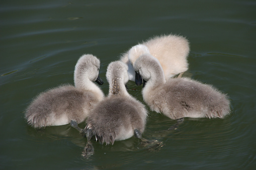 A swan and her cygnets in a stream in Sussex, with the cygnets riding on her back