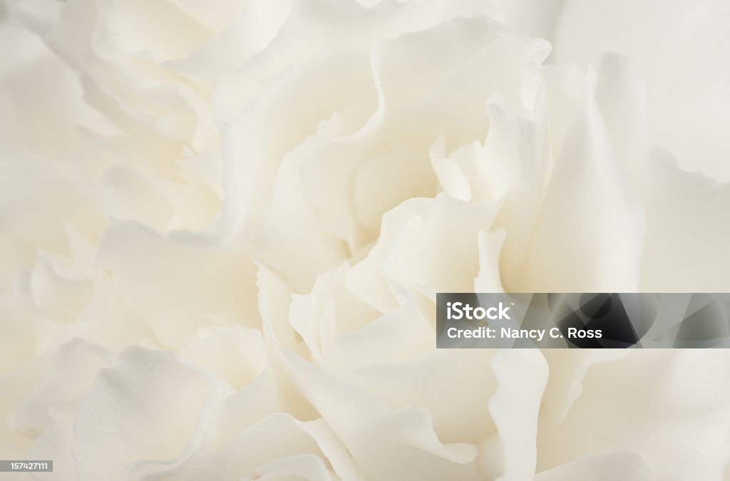 Flor, Abstract, blanco roja, Sensual, fondo, pureza, diseño, femenina, primer plano - Foto de stock de Flor libre de derechos