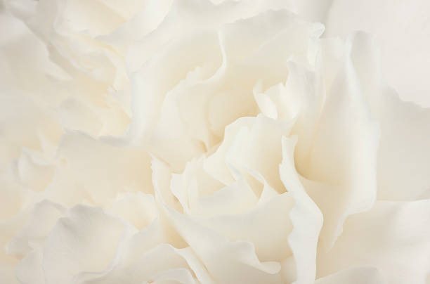 Flower, Abstract, White Carnation, Sensual, Background, Purity, Design, Feminine, Close-Up stock photo