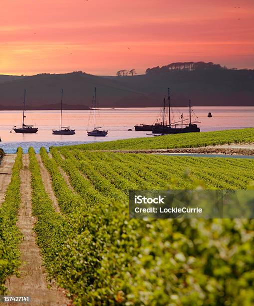 Vineyard At Sunset Stock Photo - Download Image Now - Vineyard, Sea, Vine - Plant