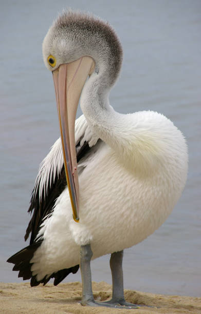 istock Pelican Yoga 157427159
