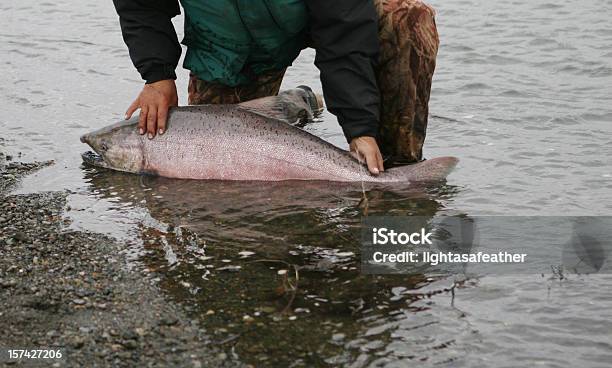 Photo libre de droit de King Salmon Autorisation Pêche À La Mouche En Alaska banque d'images et plus d'images libres de droit de Saumon Chinook