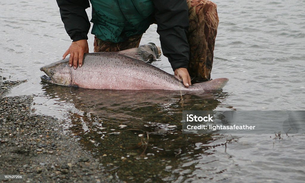 King Salmon zwolnić-latać połowów w Alaska - Zbiór zdjęć royalty-free (Czawycza)