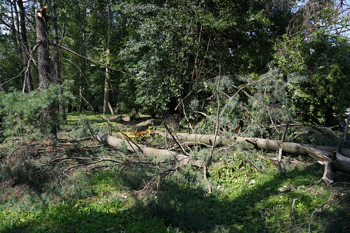 tree uprooted by tornado