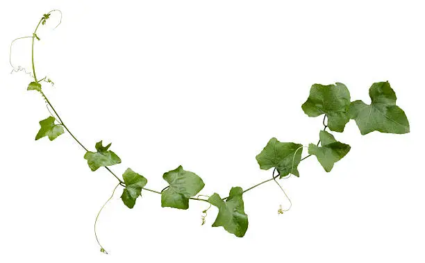 Photo of Creeper plant with clipping path included.