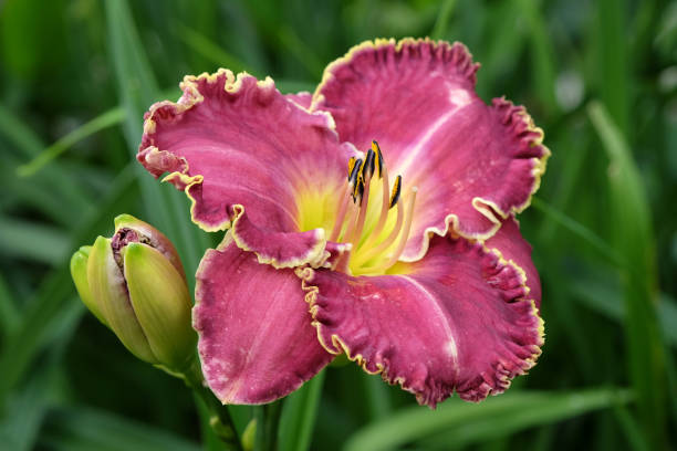 istock Pink and yellow frilled Hemerocallis hybrid daylily 'Raspberry Eclipse' in flower. 1574272660