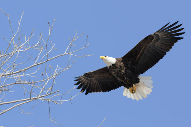 istock Bald Eagle Flying Free, Wings Spread; Leadership, Freedom, Strength 157427288