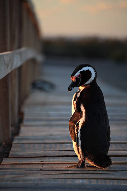 Emotional Penguin A magellan penguin walks down the boardwalk alone, at sunset, probably waiting for his/her partner. The penguin looks back at us and seems to be making an expression of sadness. punta tombo stock pictures, royalty-free photos & images