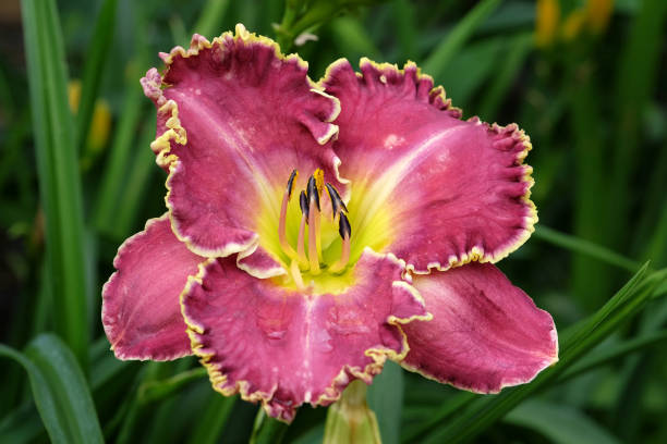 istock Pink and yellow frilled Hemerocallis hybrid daylily 'Raspberry Eclipse' in flower. 1574273860